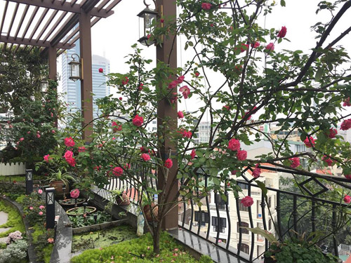 Không cần quà 8/3 vì có cả vườn hồng đẹp như mơ - 14