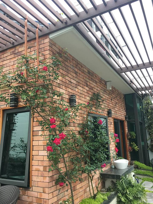 Không cần quà 8/3 vì có cả vườn hồng đẹp như mơ - 12