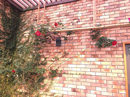 Không cần quà 8/3 vì có cả vườn hồng đẹp như mơ - 1