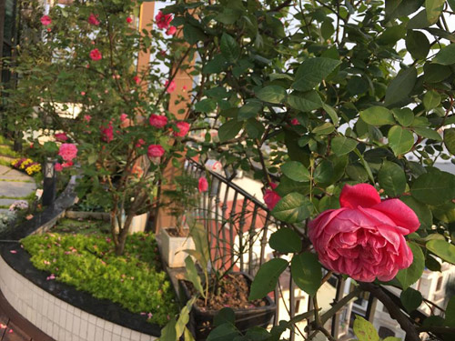 Không cần quà 8/3 vì có cả vườn hồng đẹp như mơ - 2