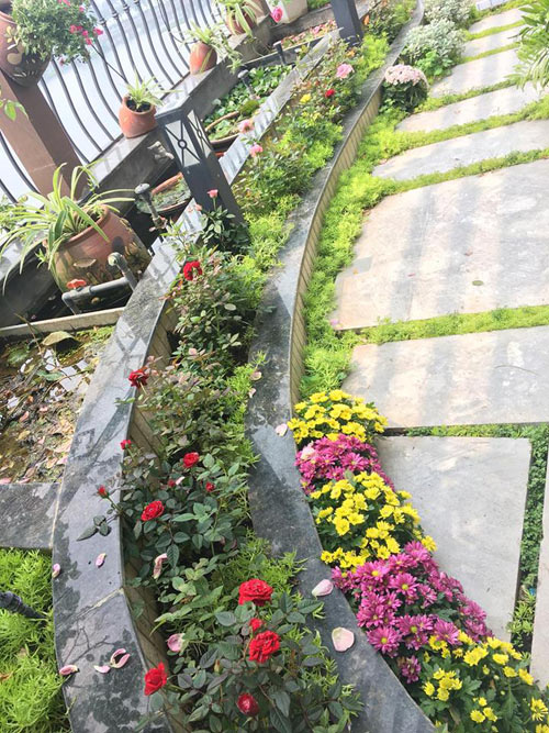 Không cần quà 8/3 vì có cả vườn hồng đẹp như mơ - 4