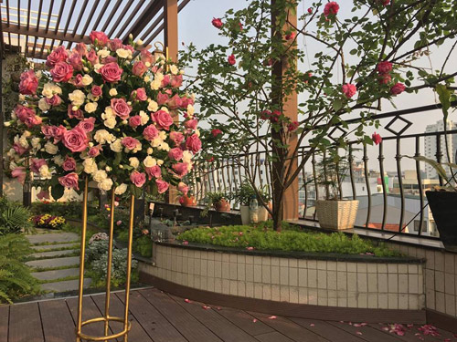 Không cần quà 8/3 vì có cả vườn hồng đẹp như mơ - 3