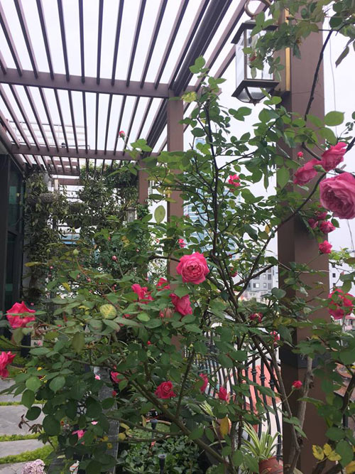 Không cần quà 8/3 vì có cả vườn hồng đẹp như mơ - 6