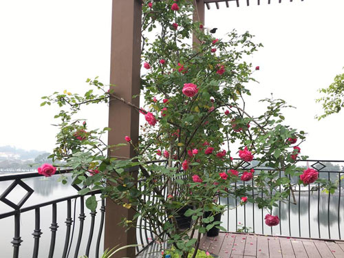 Không cần quà 8/3 vì có cả vườn hồng đẹp như mơ - 5