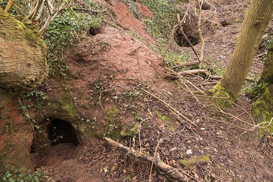 Anh: Phát hiện hang động hiệp sĩ 700 tuổi dưới hang thỏ - 2
