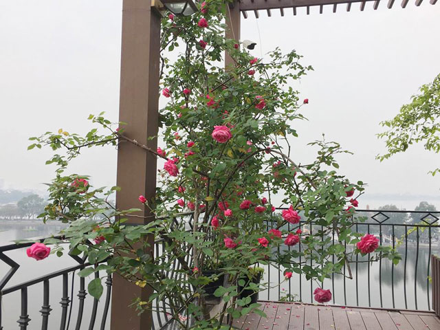 Học bà mẹ Hà thành cắm hoa cực đẹp cho ngày 8/3 - 10