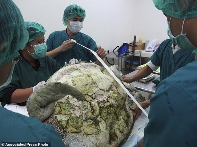 Mổ lấy gần nghìn đồng xu trong bụng rùa biển Thái Lan - 1