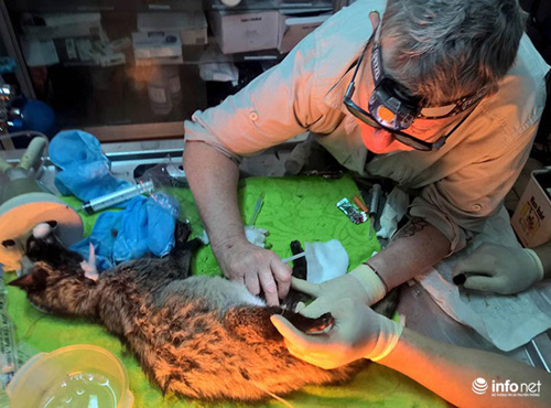 Cầy Vòi Hương lạc vào vườn nhà cố Đại Tướng Võ Nguyên Giáp được cứu giúp - 3