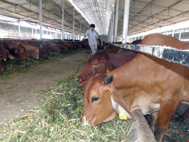 Việt Nam “bắt tay” nuôi bò Úc quy mô lớn - 1