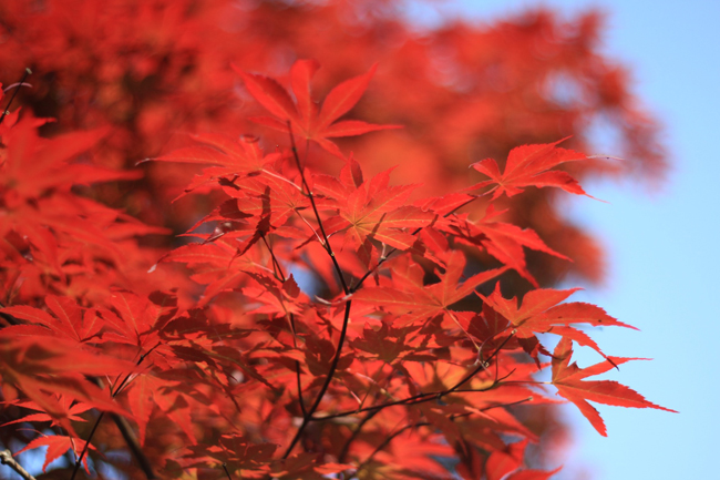 Từ tháng 11 đến tháng 4 là lúc thích hợp để thưởng thức cảnh sắc thiên nhiên - màu đỏ của lá phong