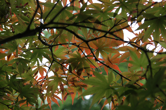 Tận hưởng không khí thoáng mát qua những tán lá đa màu của cây Phong