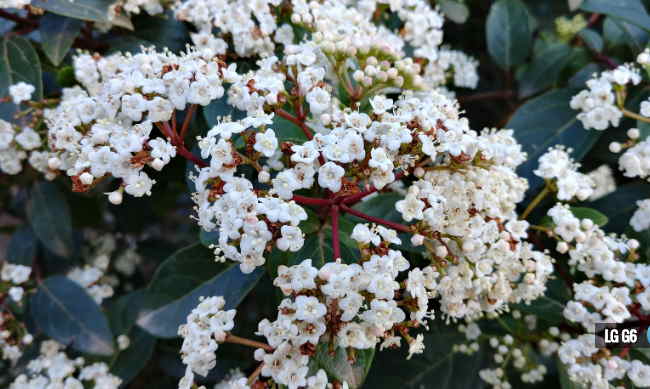 Dàn smartphone "khủng" nhất đọ camera - 4