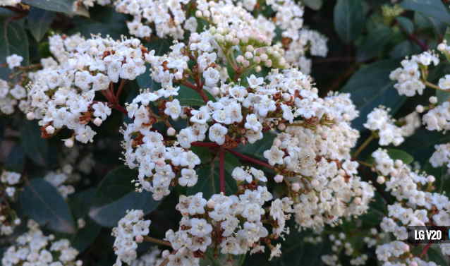 Dàn smartphone "khủng" nhất đọ camera - 3