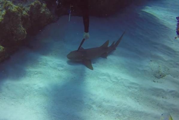 Video: Thợ lặn liều lĩnh rút dao găm trên đầu cá mập - 1