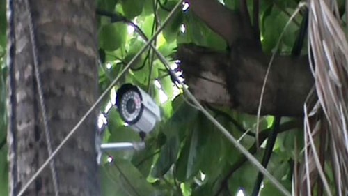 Cu ‘Đĩ’ - Trùm giang hồ Sài Gòn ra vành móng ngựa - 2