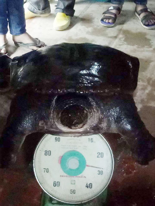 Bắt được cặp ba ba "khủng" nặng 50kg trên sông Đuống - 2