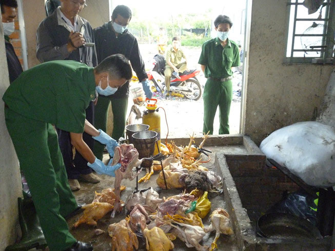 Bắt hàng chục ngàn con gà giống Trung Quốc lậu - 1