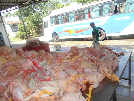 Bắt hàng chục ngàn con gà giống Trung Quốc lậu - 2