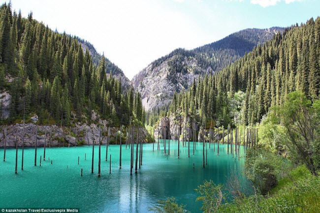 Hồ Kaindy với nước trong xanh nổi bật giữa những ngọn đồi thông xanh mướt ở Kazakhstan.