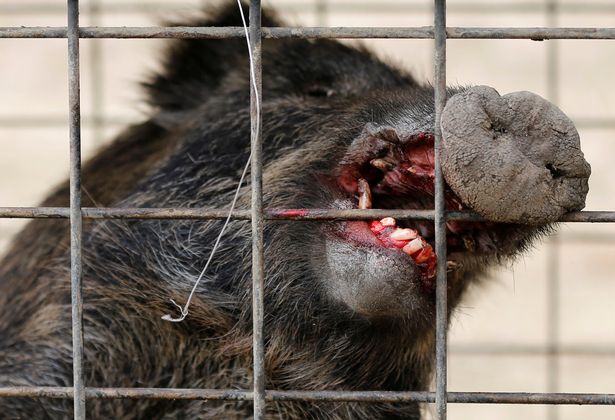 Đàn lợn rừng nhiễm phóng xạ đe dọa người dân Nhật Bản - 1