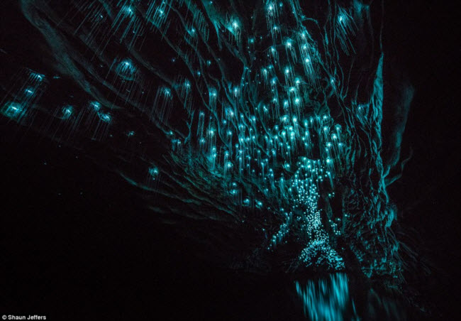 Nằm gần thị trấn Waitomo ở New Zealand, hang động Ruakuri là nơi sinh sống của hàng nghìn con đom đóm. Ánh sáng phát ra từ chúng tạo nên khung cảnh vô cùng ảo diệu trong hang động.