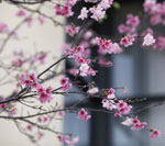 Thông tin mới nhất vụ nữ PGĐ Sở bị tố bẻ hoa anh đào - 3