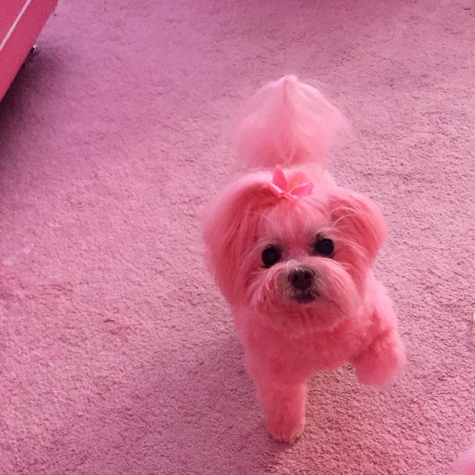 Ты уже не ребенок розовый. Розовая собака. Розовый щеночек. Собачка розового цвета. Красивая розовая собачка.