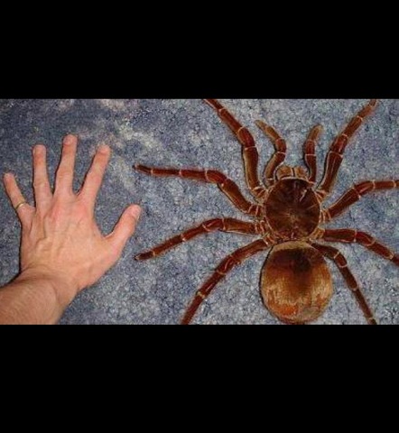 Tìm ra 3 loài nhện khổng lồ chuyên ăn thịt chim ở Nam Mỹ - 1