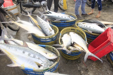 Lần đầu tiên một ngư dân trúng đậm mẻ cá bè vàng 150 tấn - 1