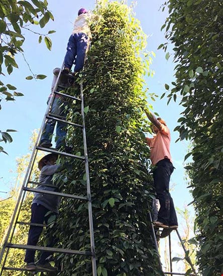 Tiêu Việt sẽ khốn đốn? - 2