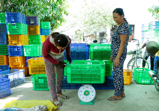 Dân vùng biên An Giang chuyển sang trồng đậu bắp Nhật - 3