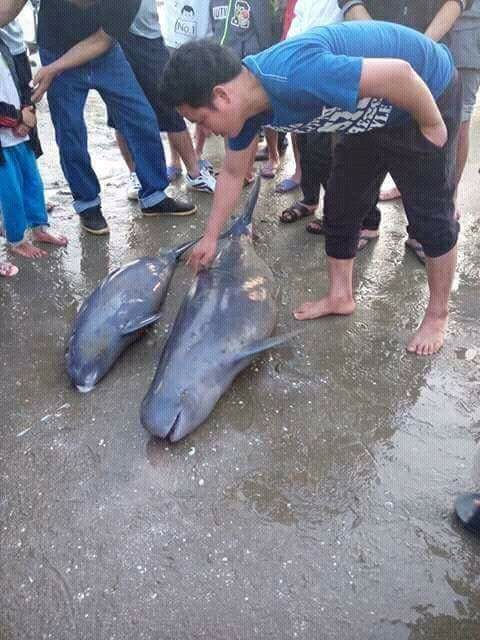 Hà Tĩnh: Ngư dân bắt được 3 con cá heo gần bờ biển - 1