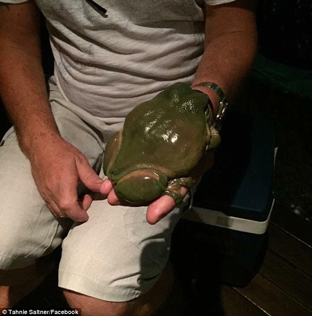 Tìm thấy con ếch khổng lồ to hơn bàn tay người lớn ở Úc - 1