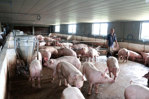 Đem 3 tỷ đồng “đánh cược” nghề nuôi lợn - 1