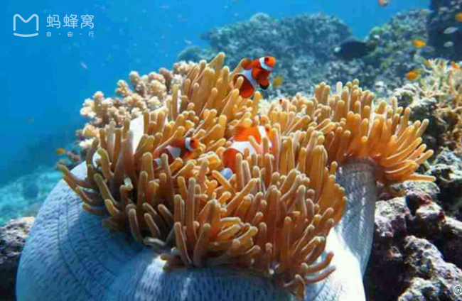 Khung cảnh dưới lòng biển đẹp như trong phìm hoạt hình, chúng ta hãy cùng “đi tìm Nemo” nhé!