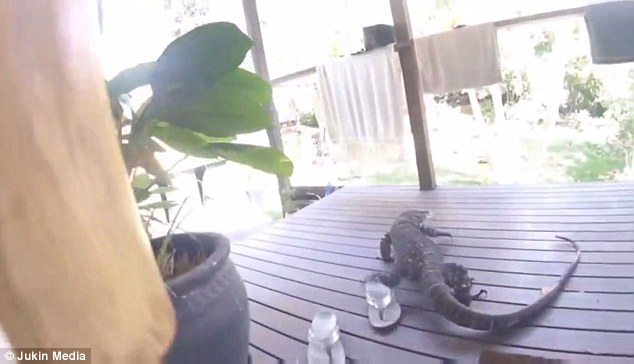 Chạy mất dép khi kỳ đà khổng lồ lao như chớp đòi vào nhà - 2