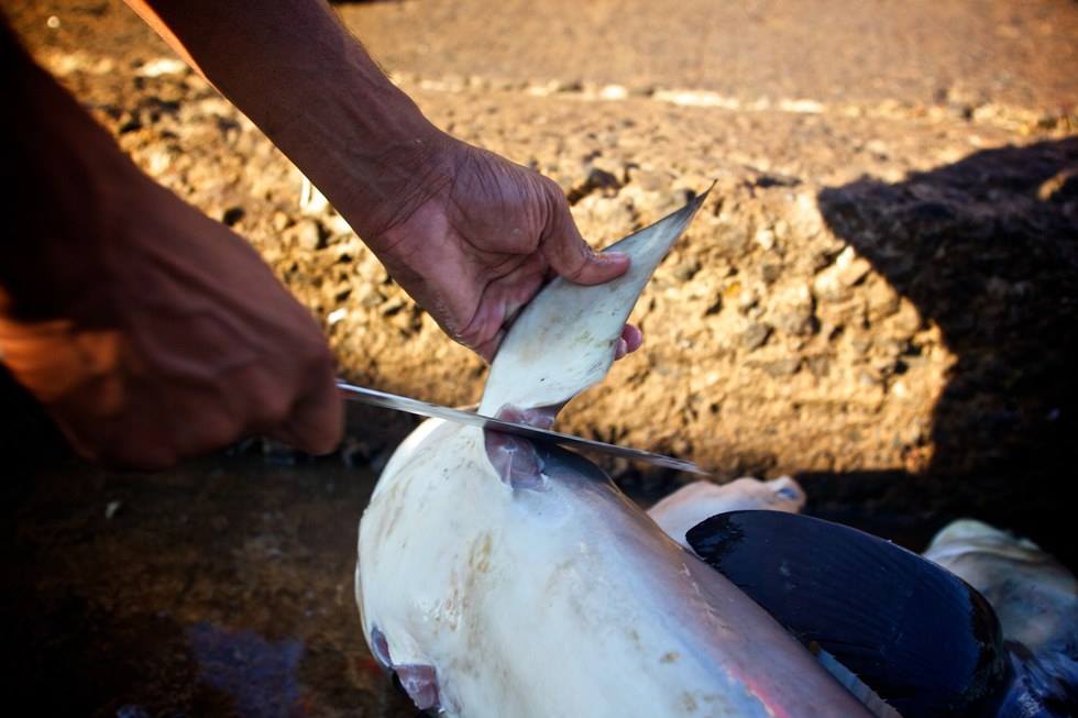 Sốc với hàng ngàn vây cá mập phơi kín sân thượng TQ - 6