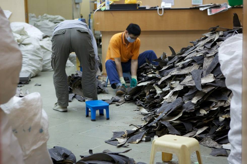 Sốc với hàng ngàn vây cá mập phơi kín sân thượng TQ - 5