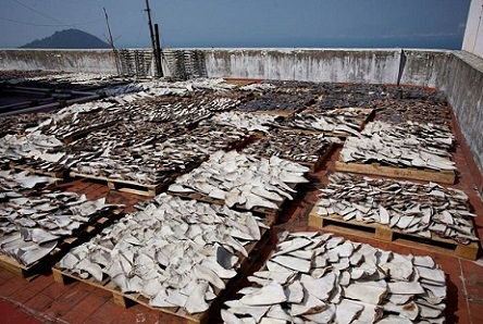 Sốc với hàng ngàn vây cá mập phơi kín sân thượng TQ - 2