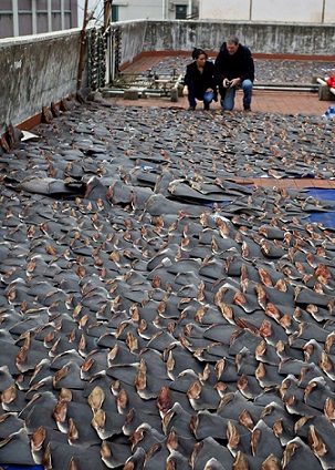 Sốc với hàng ngàn vây cá mập phơi kín sân thượng TQ - 3