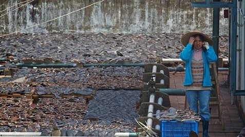 Sốc với hàng ngàn vây cá mập phơi kín sân thượng TQ - 4