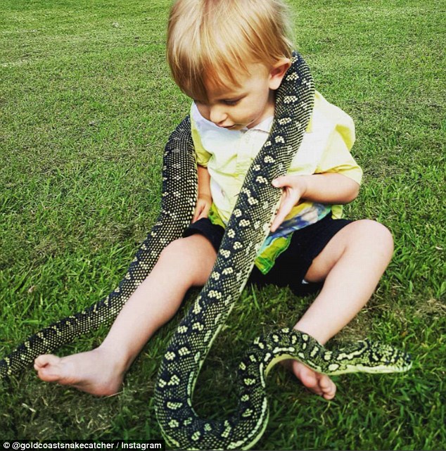 Úc: Bé 2 tuổi chưa biết nói đã biết bắt rắn, vật trăn - 1