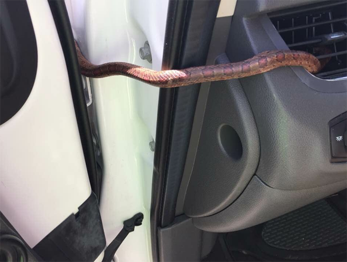 Mỹ: Đang lái xe bỗng thấy rắn chui ra từ điều hòa ô tô - 1