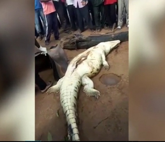 Zimbabwe: Mổ bụng cá sấu phát hiện bé 8 tuổi bên trong - 1
