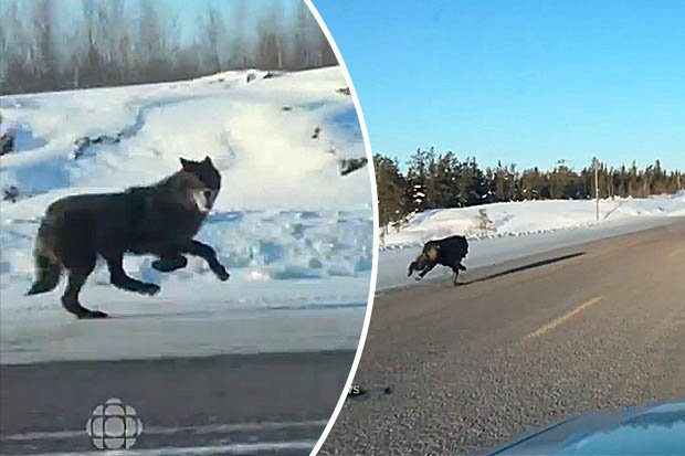 Canada: Cô gái lái ô tô có 2 chó sói chạy theo “hộ tống” - 1