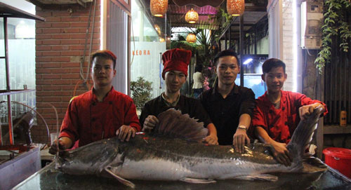 Cá lăng “khủng”, râu dài gần 1m xuất hiện ở Hà Nội - 1
