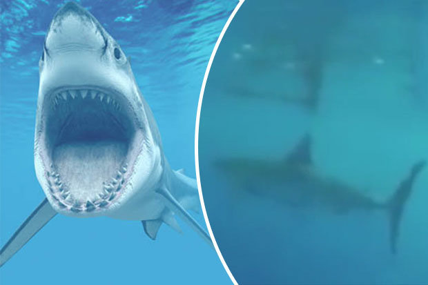 Mỹ: Bị cá mập trắng vây hãm, vẫn dũng cảm làm điều này - 1