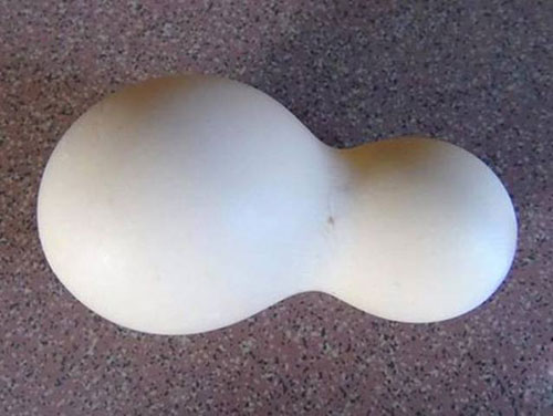 Lạ mắt: Quả trứng gà mang hình hài hồ lô - 1