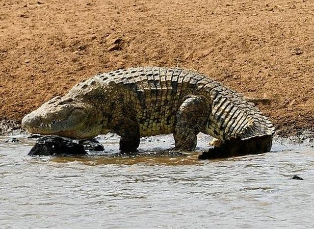 Cầu thủ Mozambique bị cá sấu khổng lồ dài 5m ăn thịt - 2