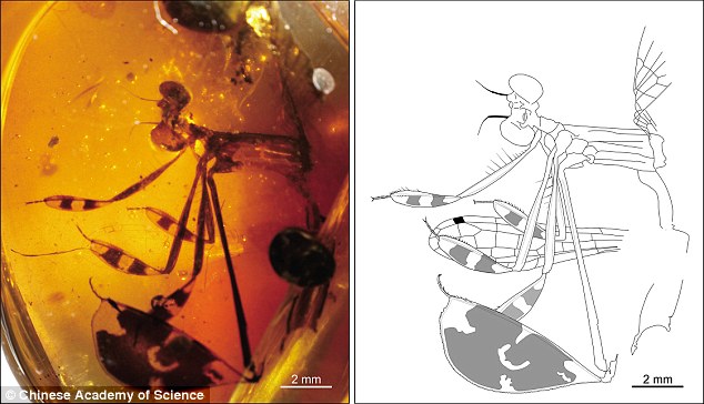 Chuồn chuồn tình tay ba kẹt 100 triệu năm trong hổ phách - 1